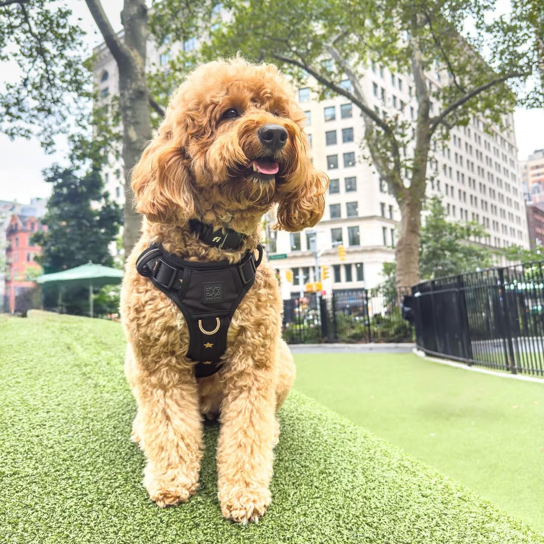 How to Transition Your Pup From a Collar to a Harness Safely