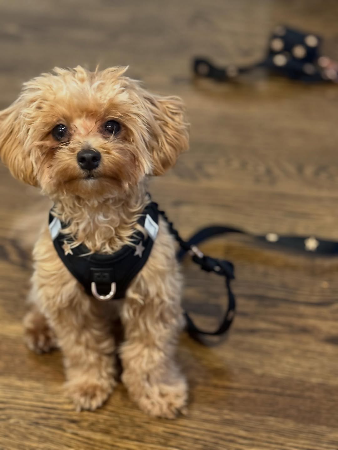 The Benefits of No-Pull Harnesses for Safer, Happier Walks