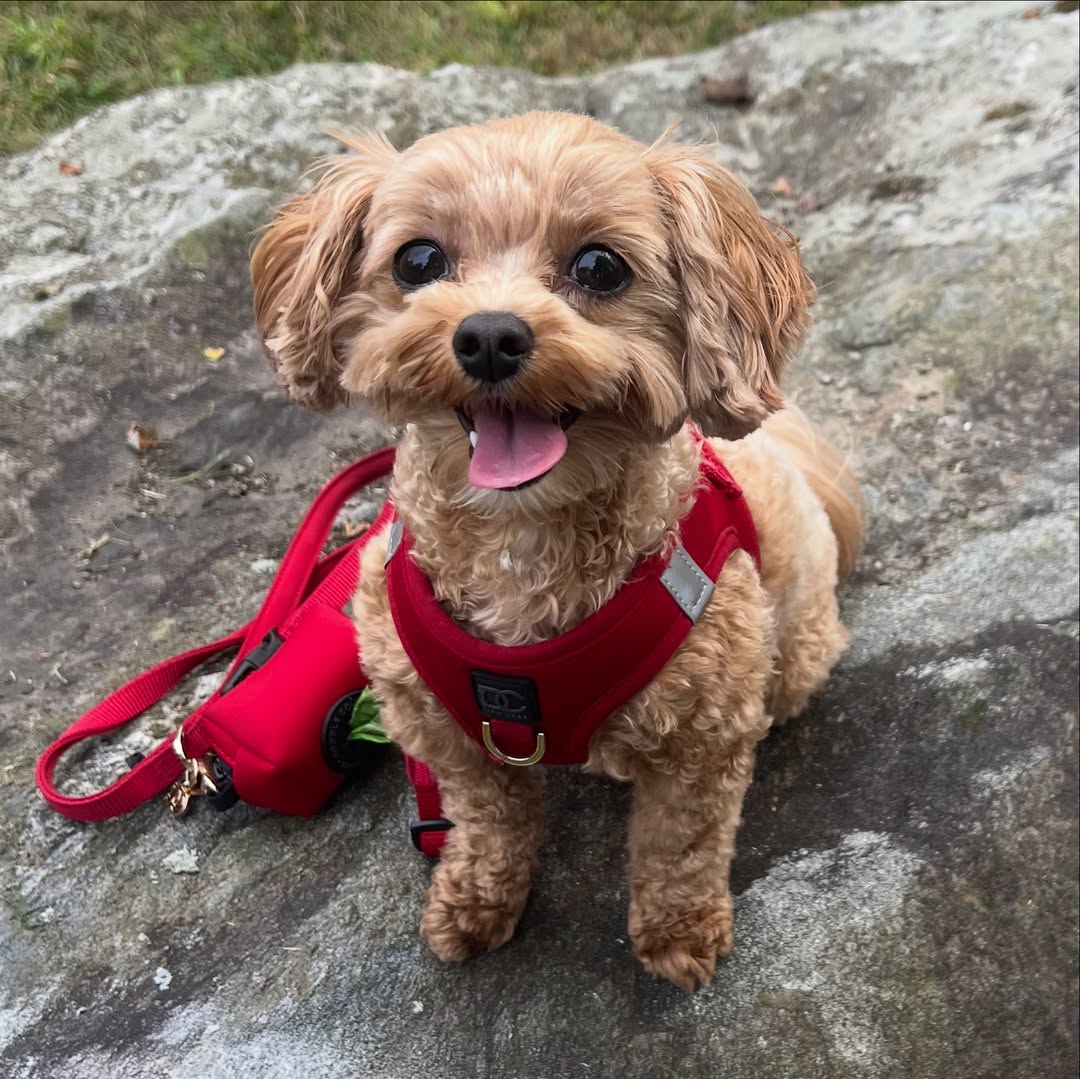 Why Matching Dog Walking Sets Are the New Fashion Essential for Pet Parents