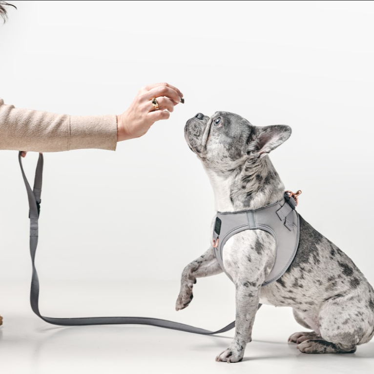 The Best Harness & Leash Set for French Bulldogs: Style Meets Comfort