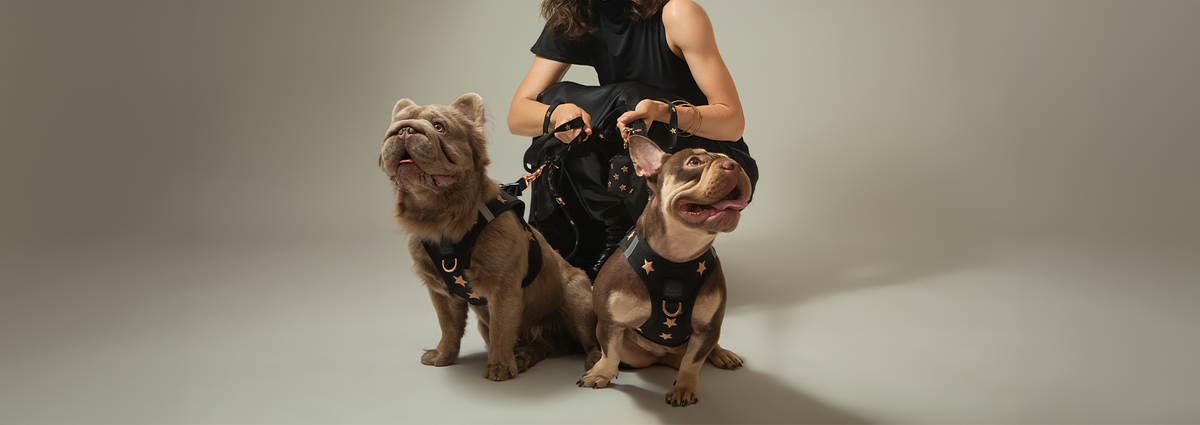 Award-Winning, No-Pull Luxe Dog Harnesses - Doodle Couture