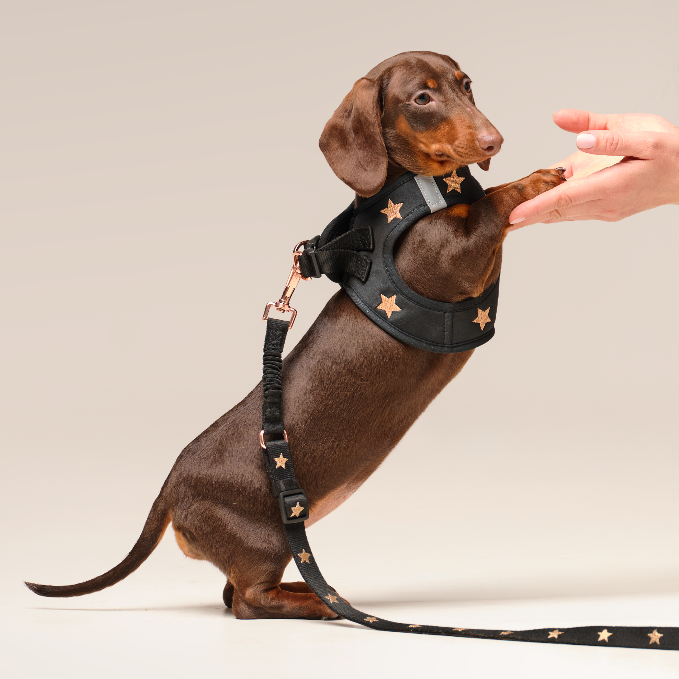 SoHo Dog Harness - Rockstar