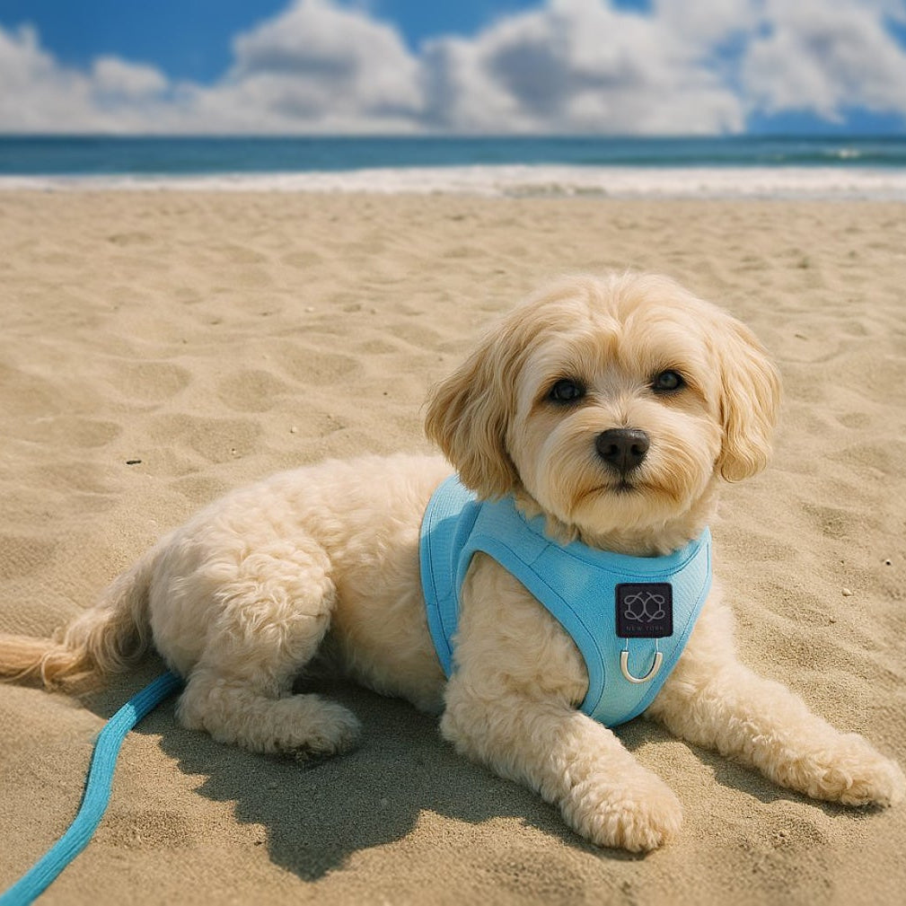 designer dog leashes and collars, designer dog collar and leash, pet accessories designer, fancy harness for dogs, luxury dog harness, fancy dog stuff, pet accessories designer, stylish dog leash