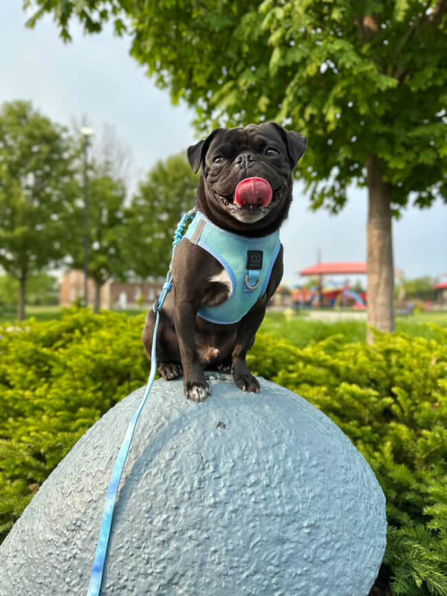 designer dog leashes and collars, designer dog collar and leash, pet accessories designer, fancy harness for dogs, luxury dog harness, fancy dog stuff, pet accessories designer, stylish dog leash