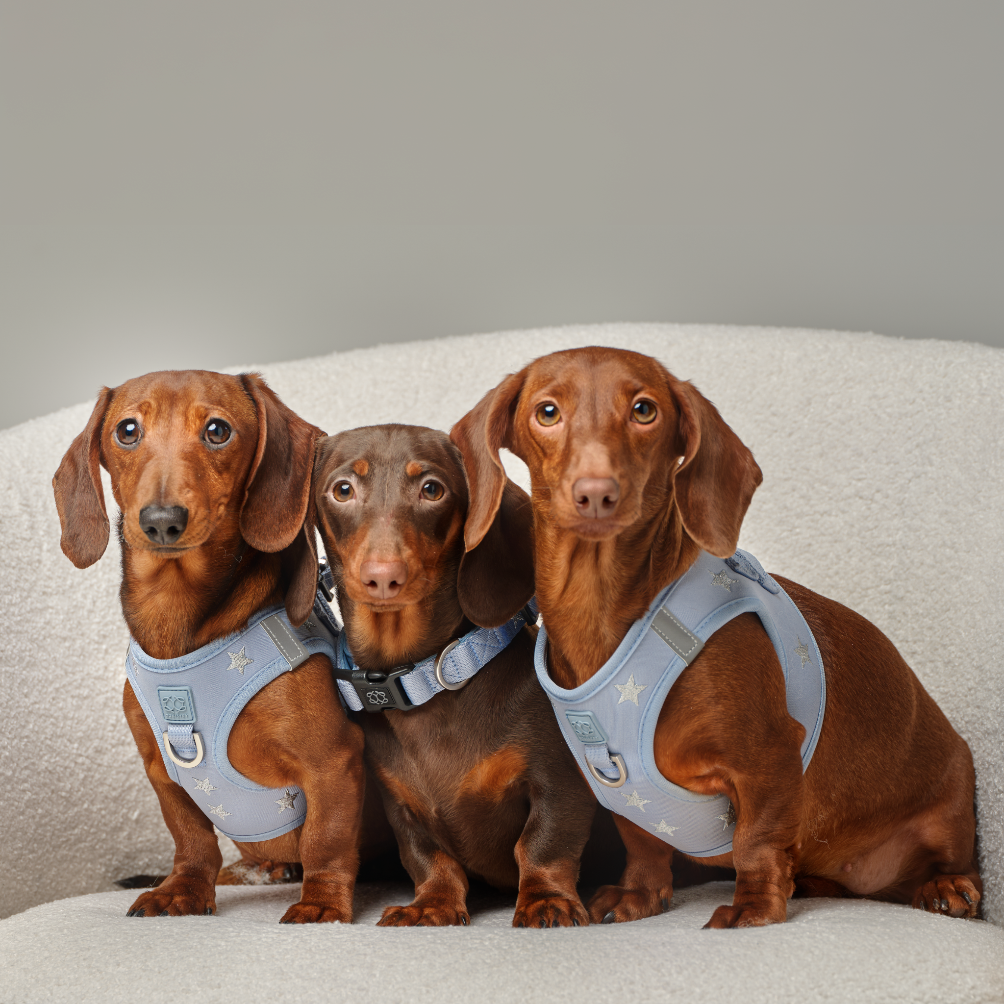 City Leash Set - Rockstar Hudson