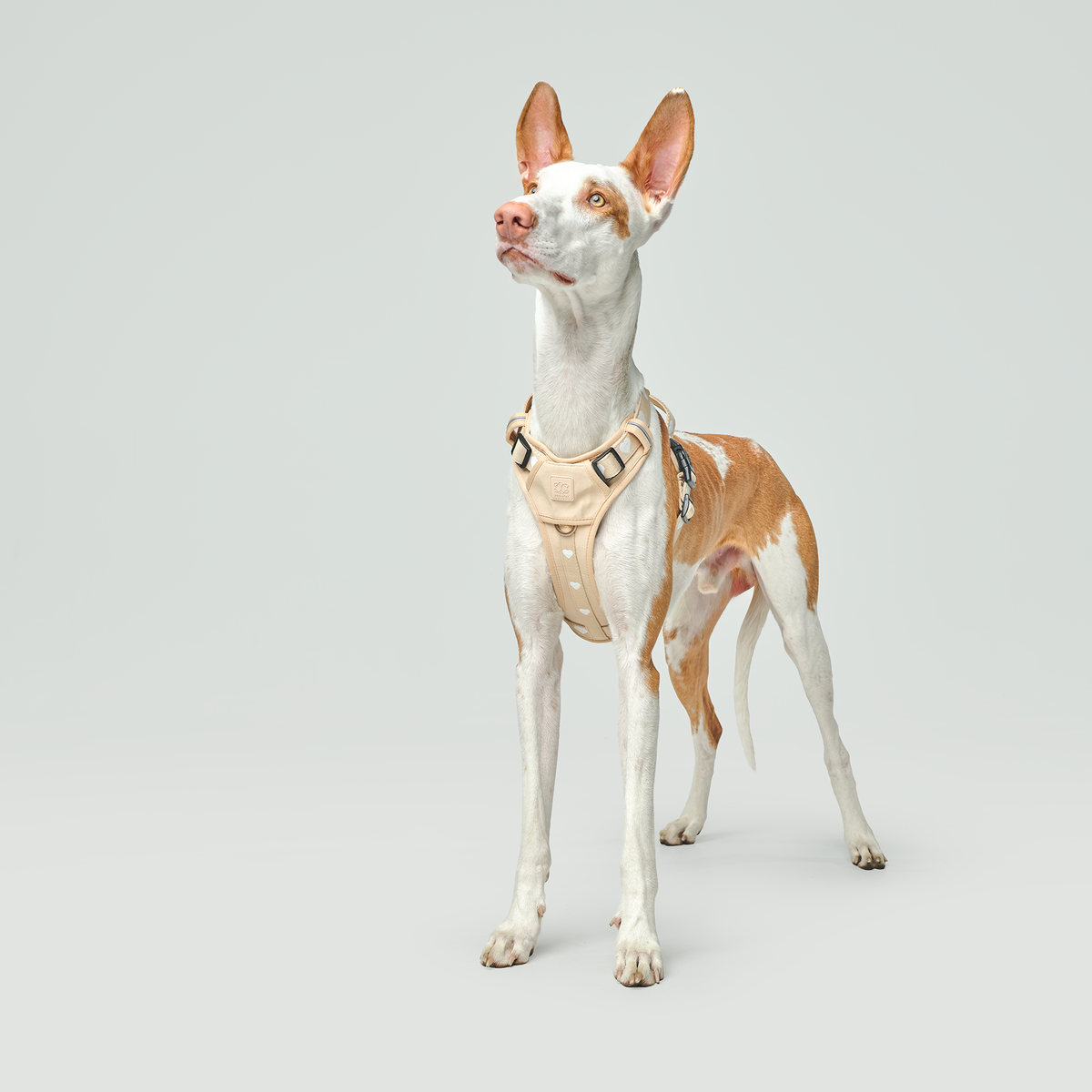NoMad Adjustable Dog Walking Set - Icon