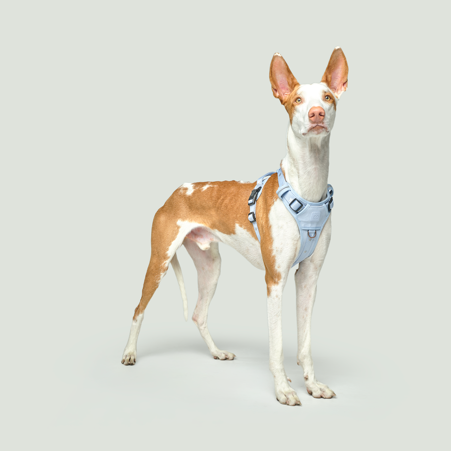 The NoMad Adjustable Luxe Harness - Rockstar Hudson