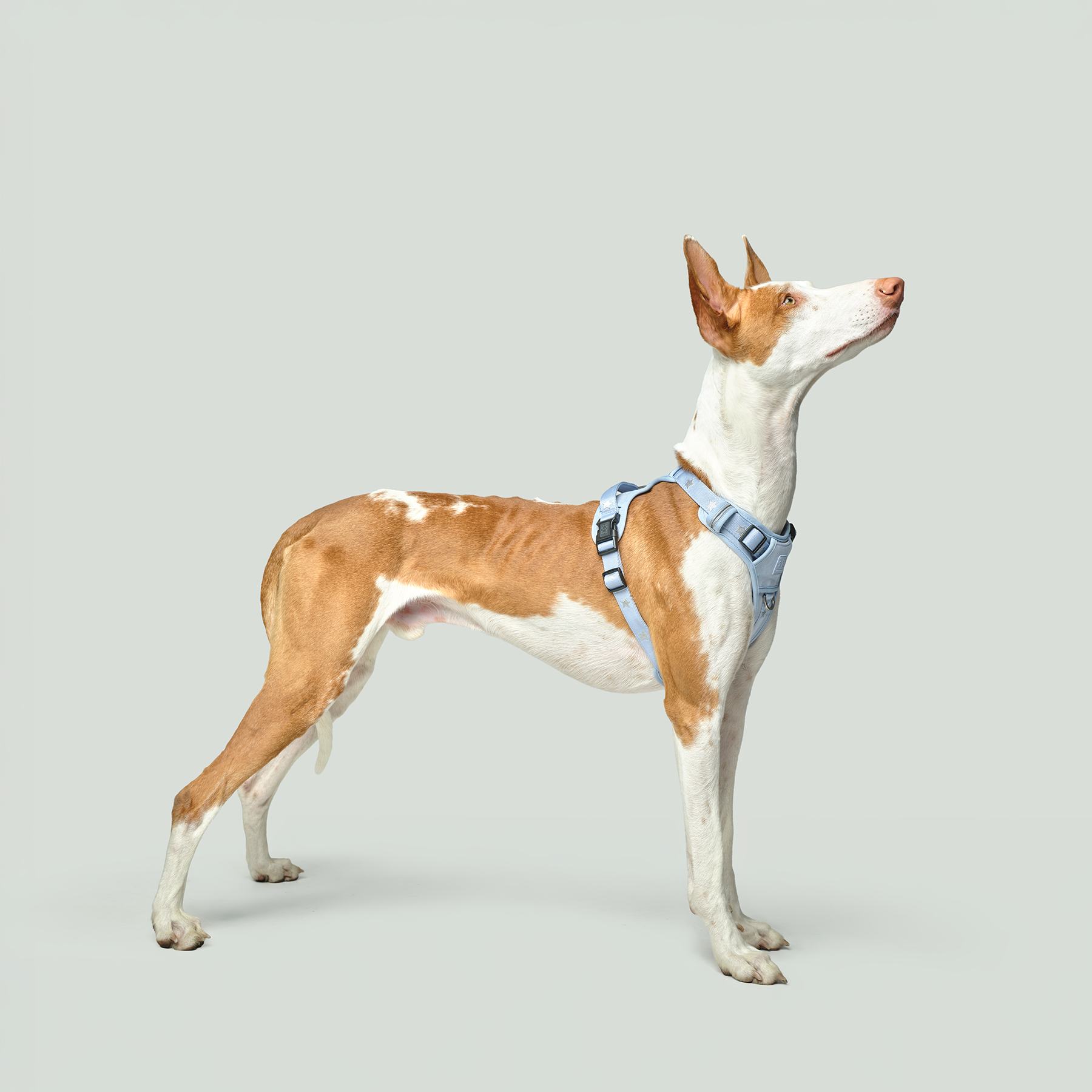 The NoMad Adjustable Luxe Harness - Rockstar Hudson