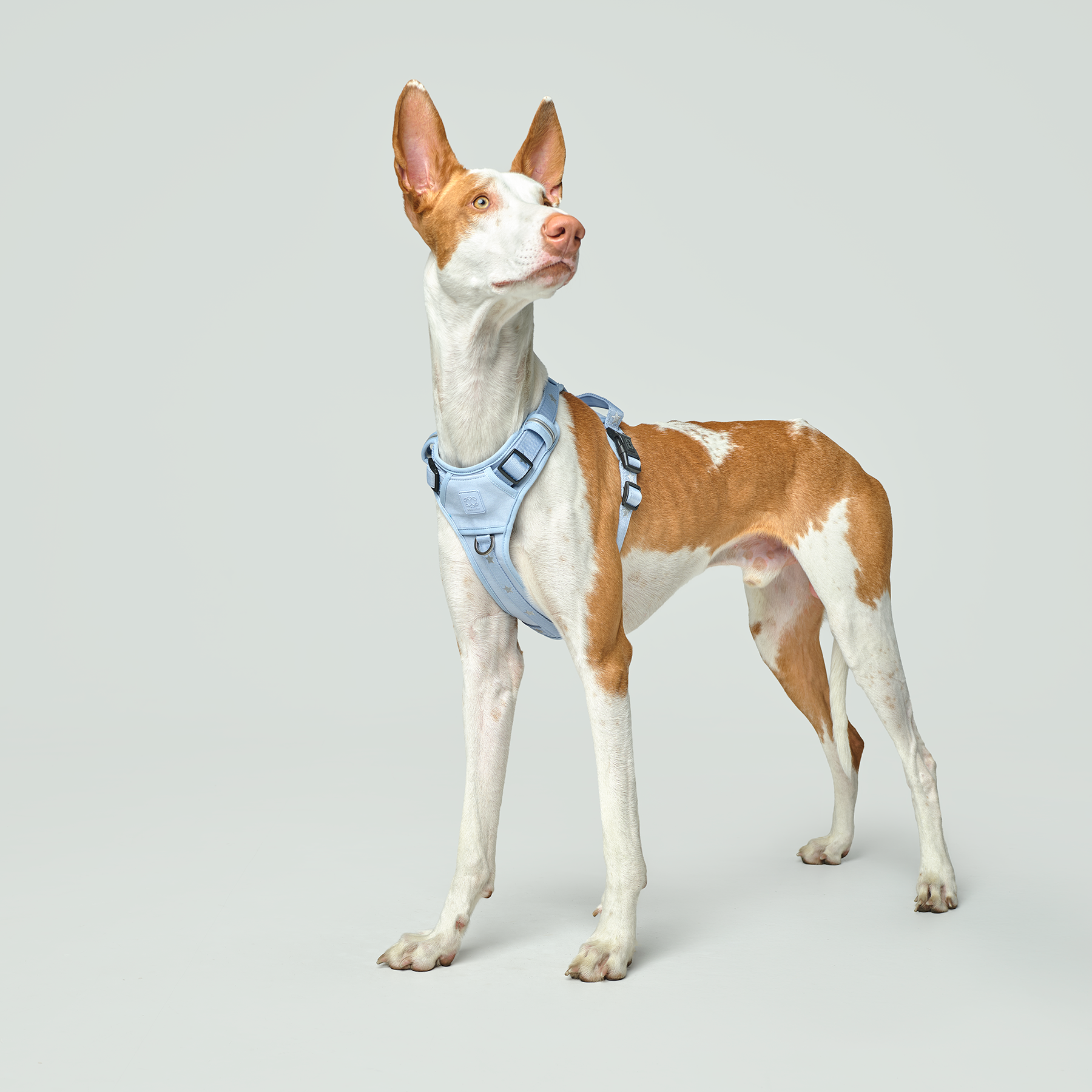 The NoMad Adjustable Luxe Harness - Rockstar Hudson