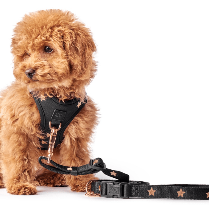 designer dog leashes and collars, designer dog collar and leash, pet accessories designer, fancy harness for dogs, luxury dog harness, fancy dog stuff, pet accessories designer, stylish dog leash