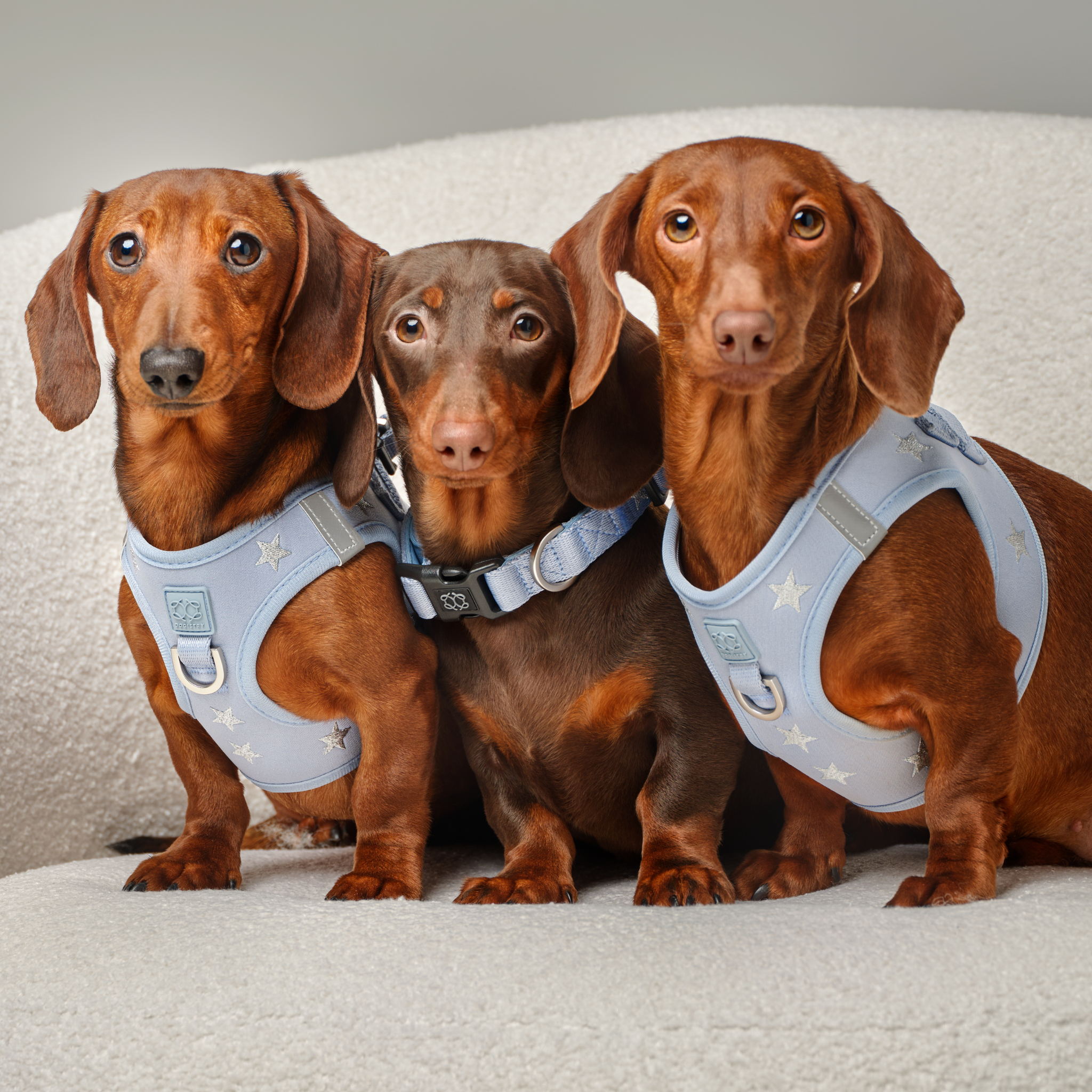 SoHo Dog Walking Set - Rockstar Hudson