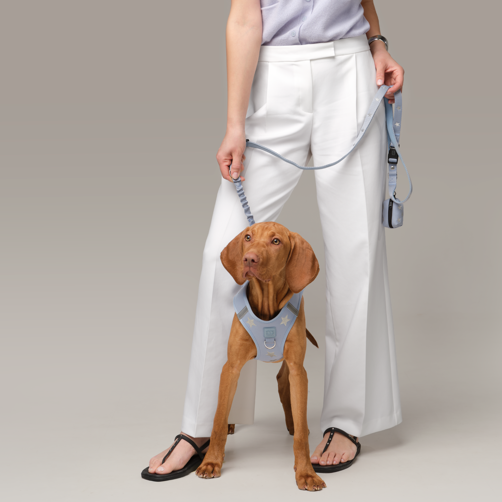 SoHo Dog Harness - Rockstar Hudson