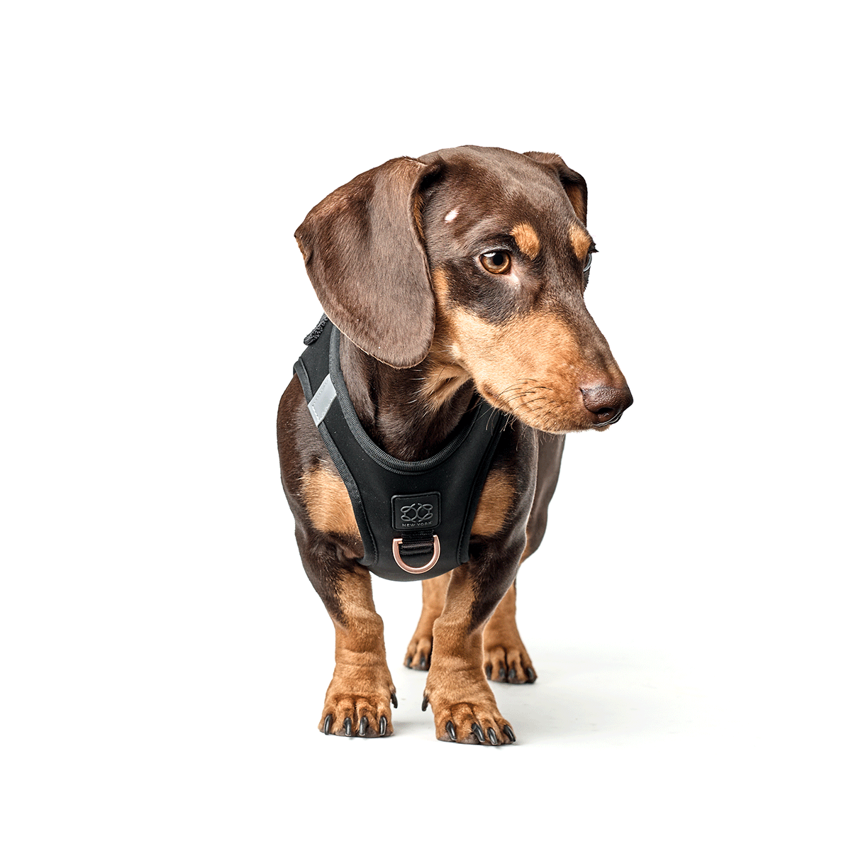 designer dog leashes and collars, designer dog collar and leash, pet accessories designer, fancy harness for dogs, luxury dog harness, fancy dog stuff, pet accessories designer, stylish dog leash