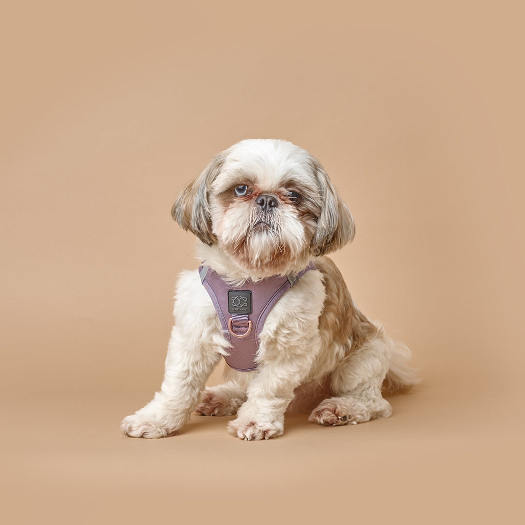 designer dog leashes and collars, designer dog collar and leash, pet accessories designer, fancy harness for dogs, luxury dog harness, fancy dog stuff, pet accessories designer, stylish dog leash