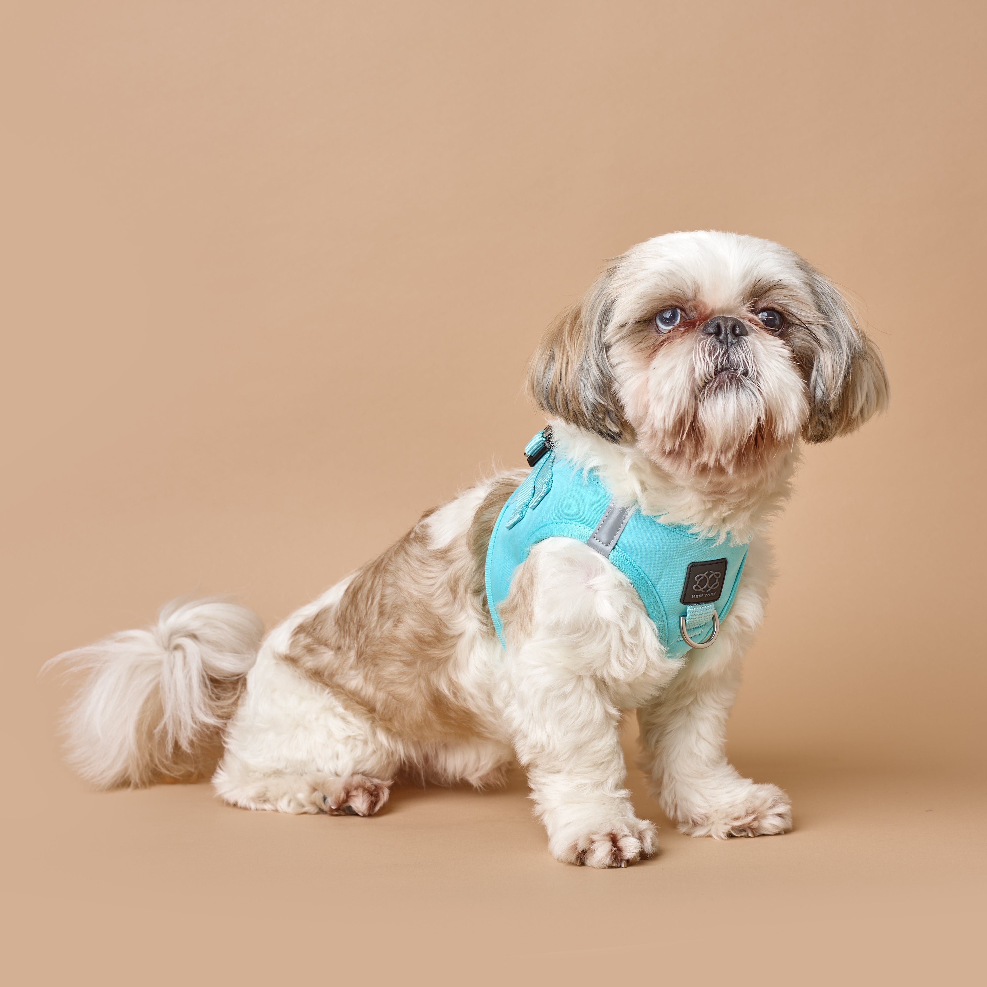 designer dog leashes and collars, designer dog collar and leash, pet accessories designer, fancy harness for dogs, luxury dog harness, fancy dog stuff, pet accessories designer, stylish dog leash