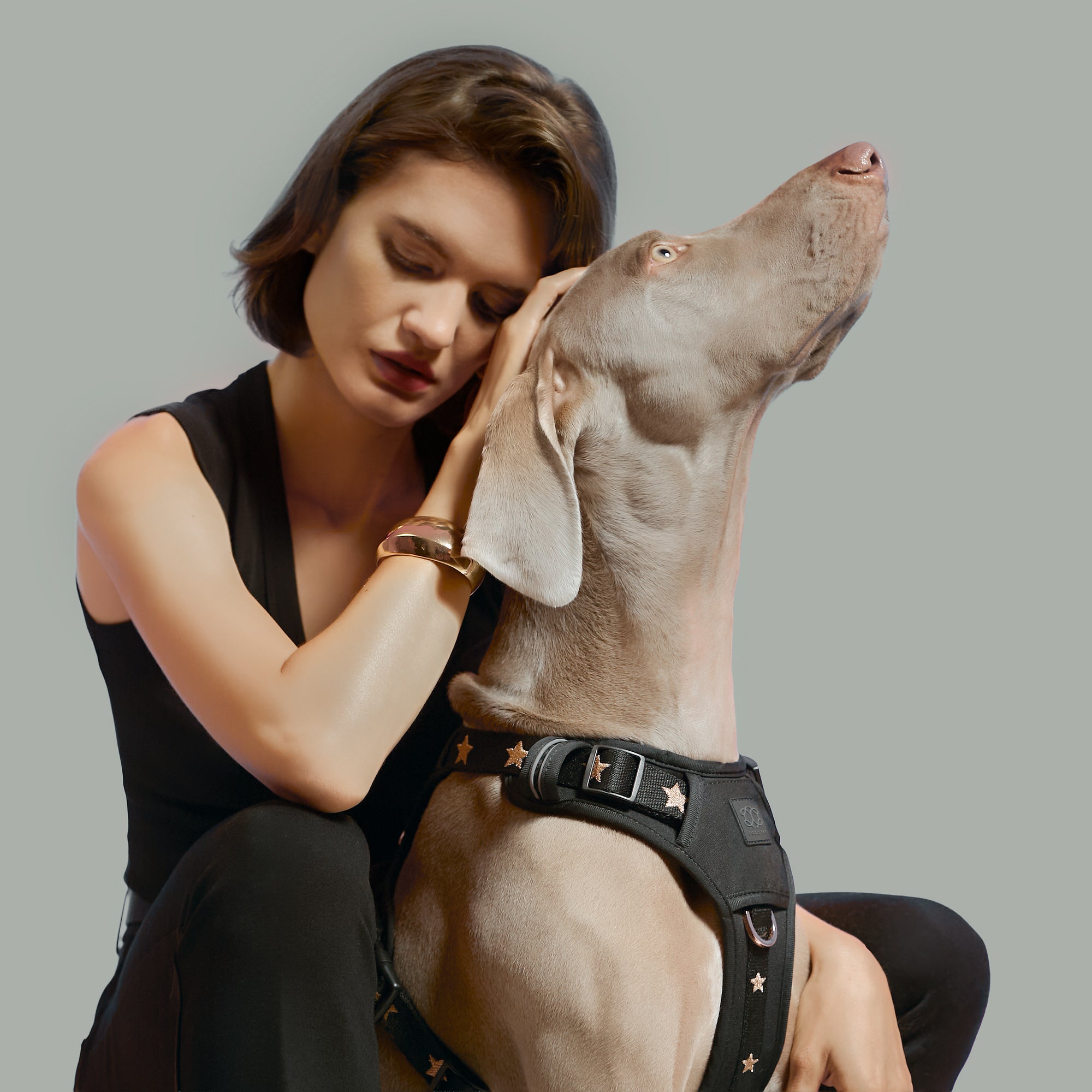 designer dog leashes and collars, designer dog collar and leash, pet accessories designer, fancy harness for dogs, luxury dog harness, fancy dog stuff, pet accessories designer, stylish dog leash