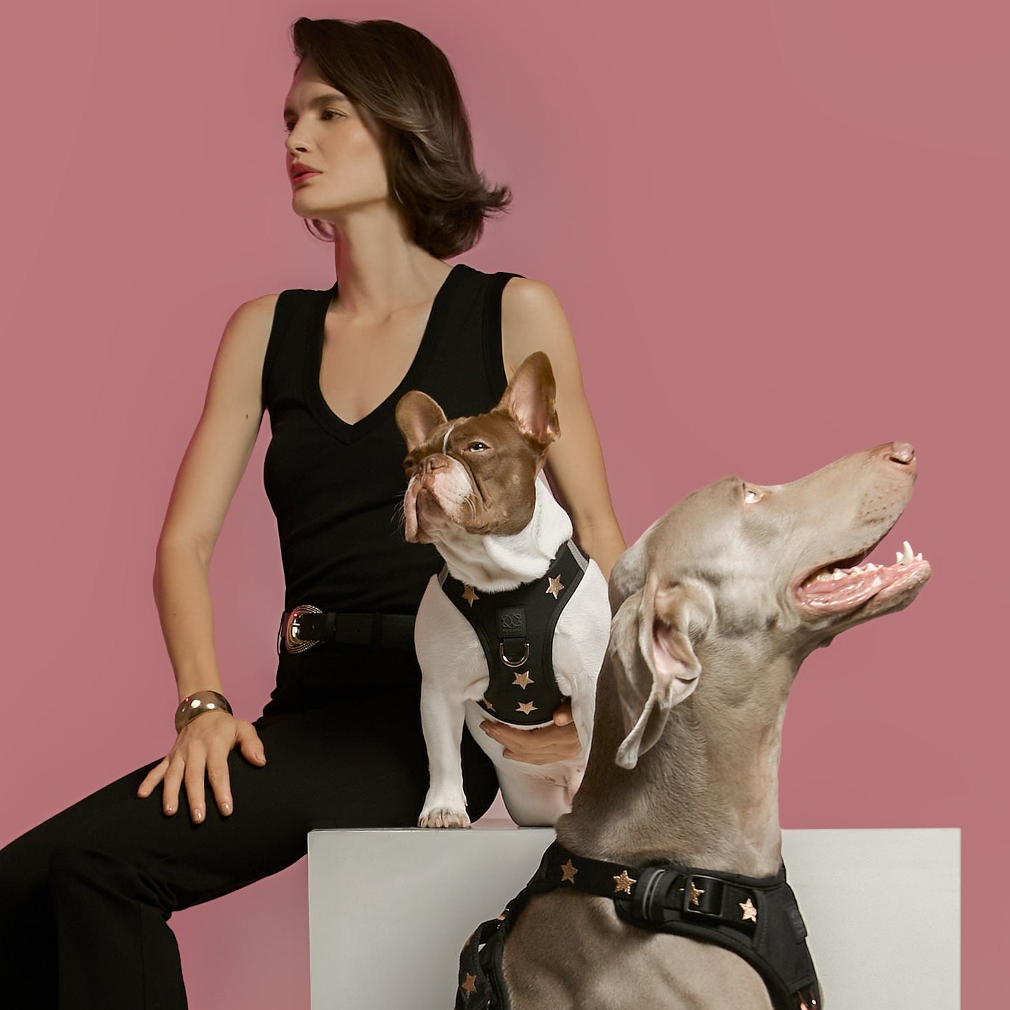 designer dog leashes and collars, designer dog collar and leash, pet accessories designer, fancy harness for dogs, luxury dog harness, fancy dog stuff, pet accessories designer, stylish dog leash