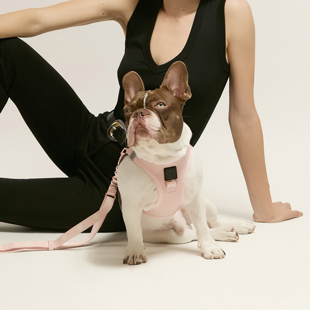 designer dog leashes and collars, designer dog collar and leash, pet accessories designer, fancy harness for dogs, luxury dog harness, fancy dog stuff, pet accessories designer, stylish dog leash