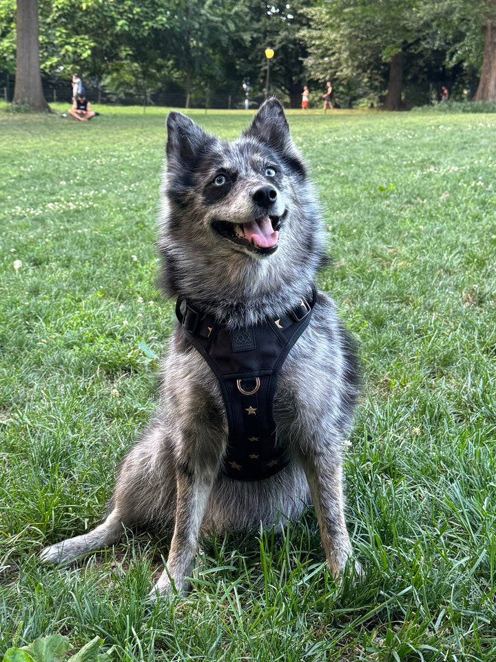 designer dog leashes and collars, designer dog collar and leash, pet accessories designer, fancy harness for dogs, luxury dog harness, fancy dog stuff, pet accessories designer, stylish dog leash