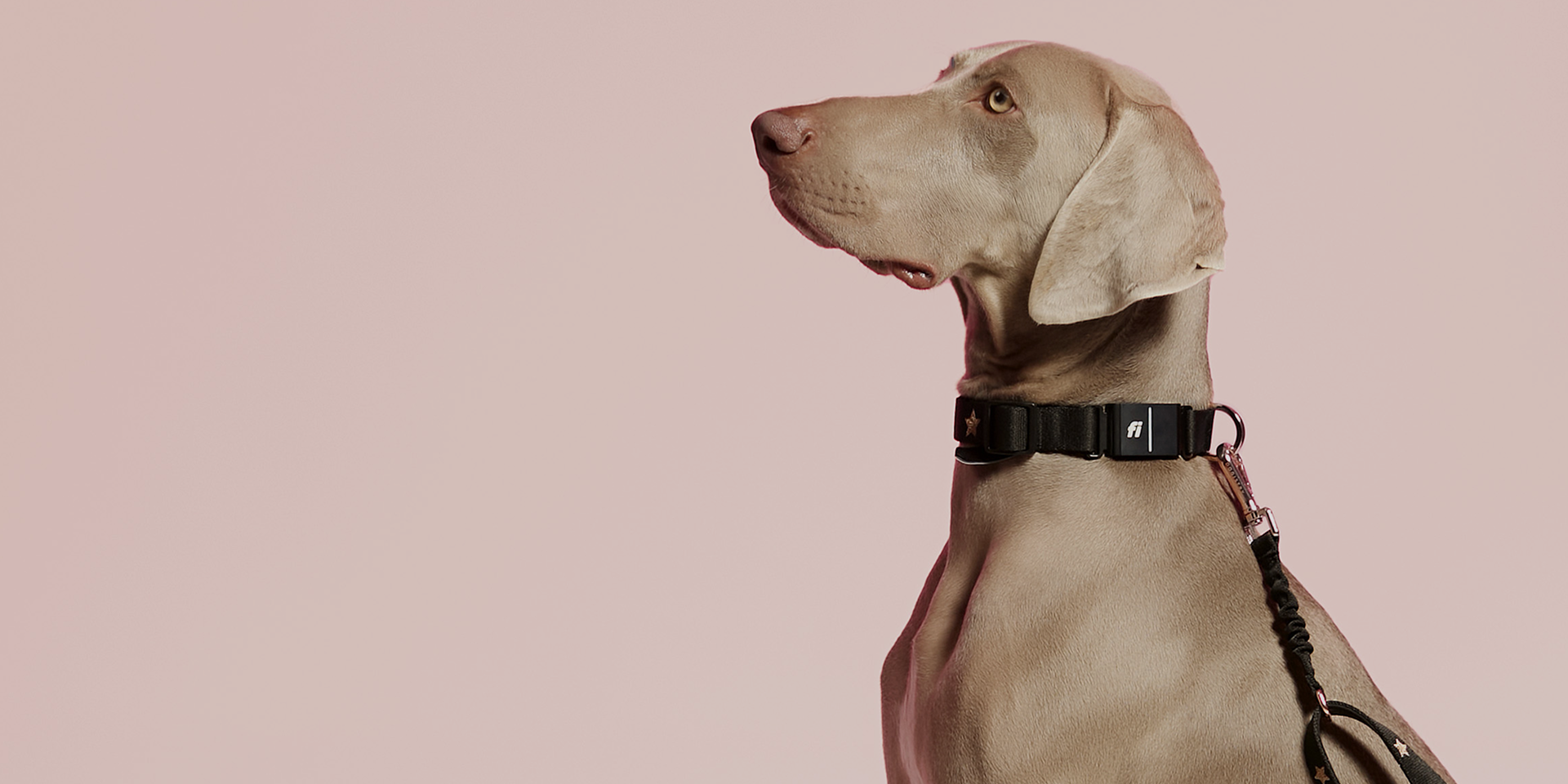 Elegant profile of a Weimaraner wearing a black Dogistry collar with gold star embroidery, featuring a Fi Series 3 smart tracking device.