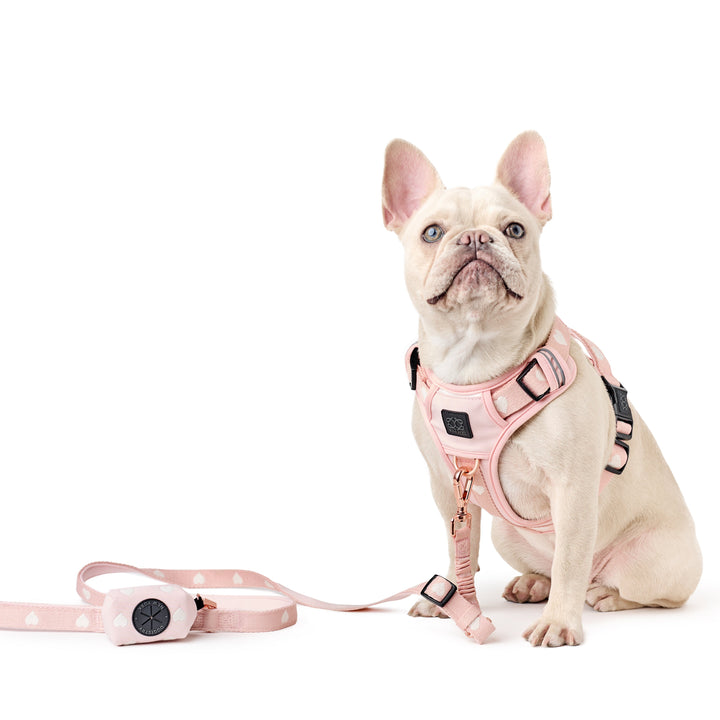 designer dog leashes and collars, designer dog collar and leash, pet accessories designer, fancy harness for dogs, luxury dog harness, fancy dog stuff, pet accessories designer, stylish dog leash