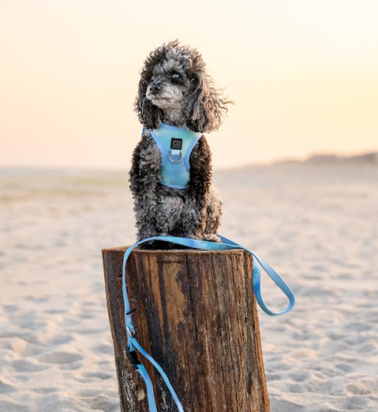 designer dog leashes and collars, designer dog collar and leash, pet accessories designer, fancy harness for dogs, luxury dog harness, fancy dog stuff, pet accessories designer, stylish dog leash