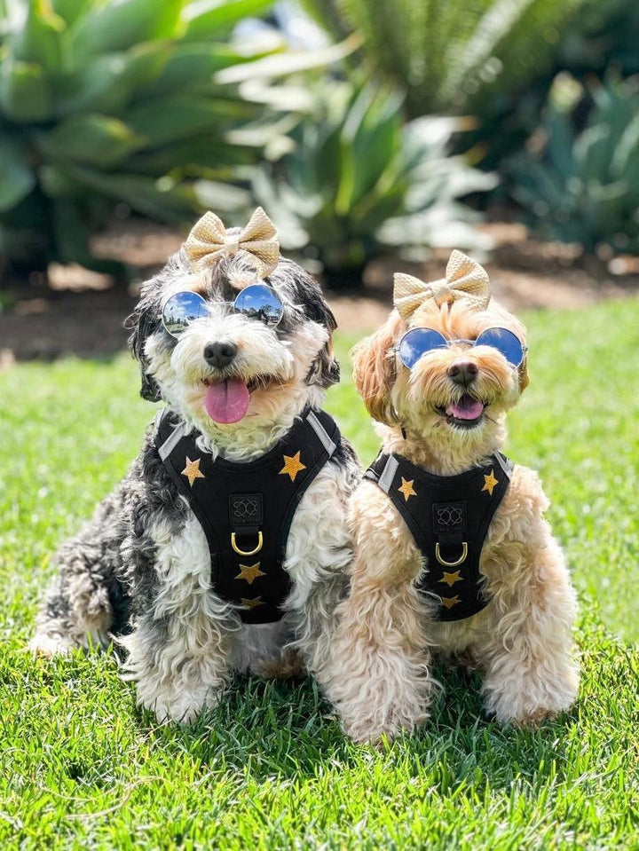 designer dog leashes and collars, designer dog collar and leash, pet accessories designer, fancy harness for dogs, luxury dog harness, fancy dog stuff, pet accessories designer, stylish dog leash