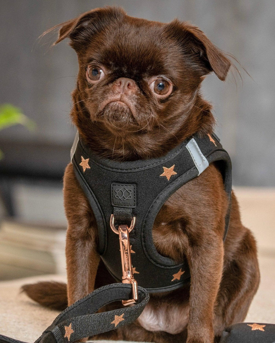 designer dog leashes and collars, designer dog collar and leash, pet accessories designer, fancy harness for dogs, luxury dog harness, fancy dog stuff, pet accessories designer, stylish dog leash