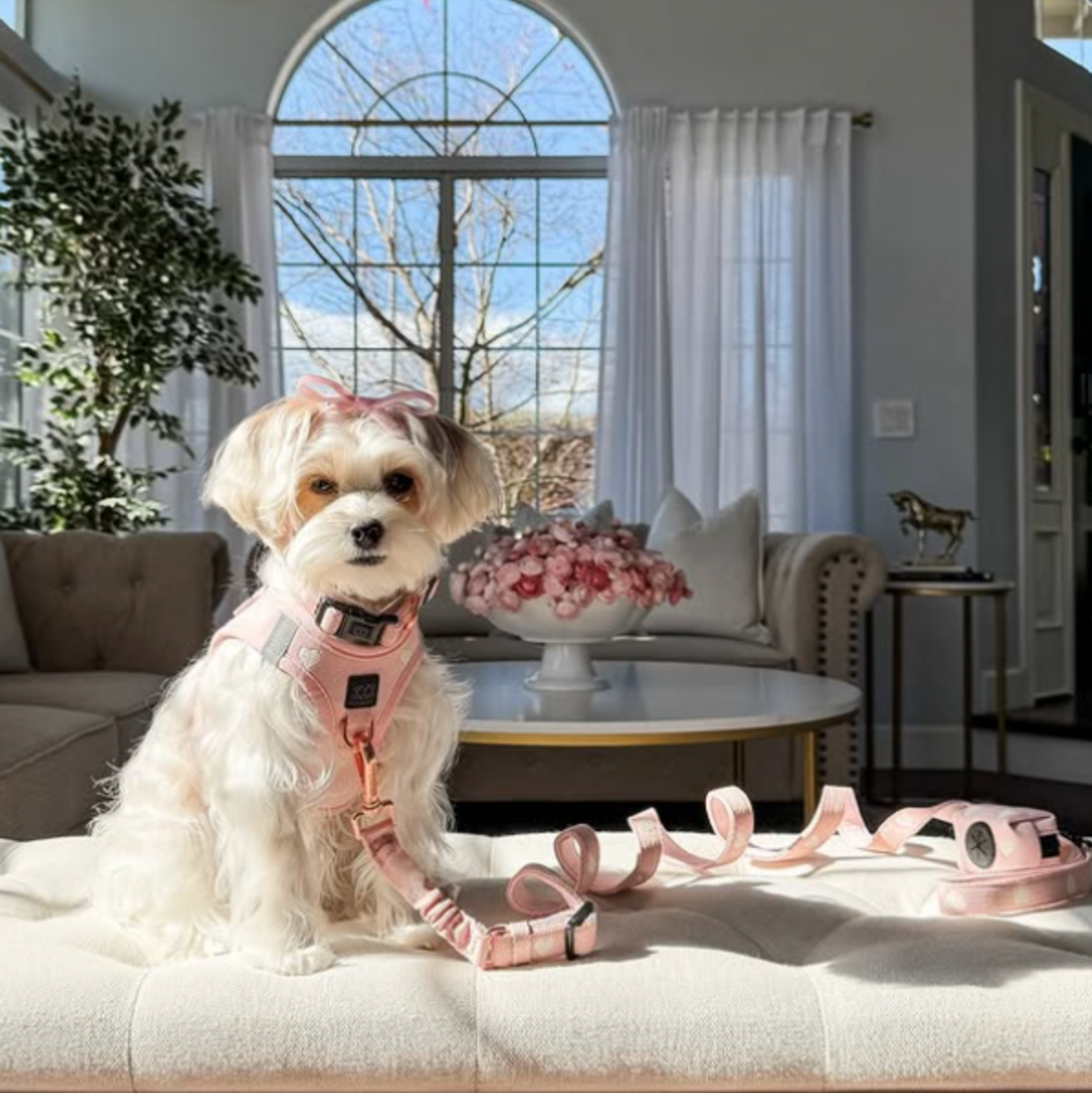 designer dog leashes and collars, designer dog collar and leash, pet accessories designer, fancy harness for dogs, luxury dog harness, fancy dog stuff, pet accessories designer, stylish dog leash