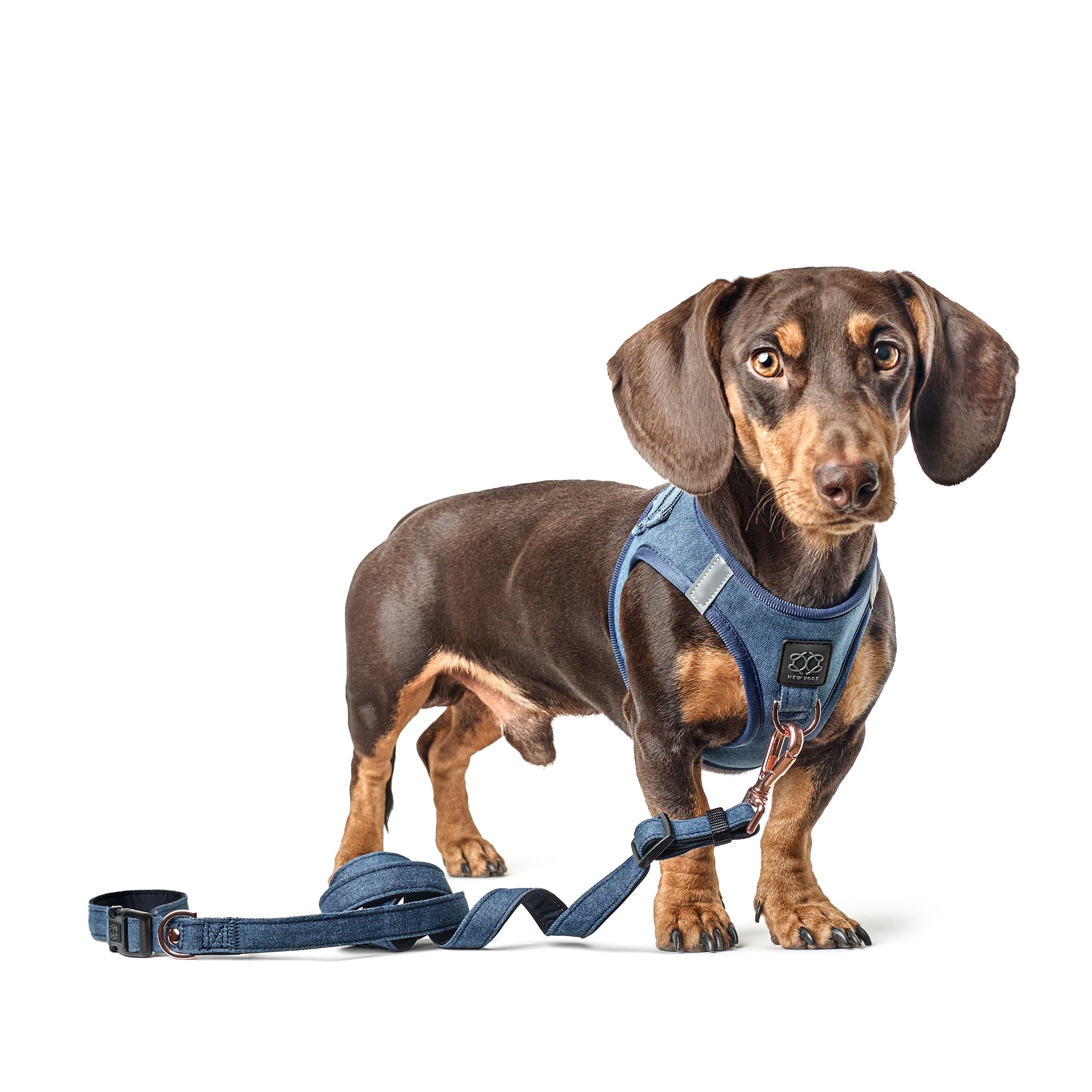 SoHo Dog Walking Set - Denim