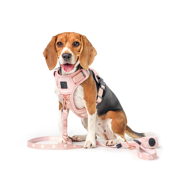 designer dog leashes and collars, designer dog collar and leash, pet accessories designer, fancy harness for dogs, luxury dog harness, fancy dog stuff, pet accessories designer, stylish dog leash