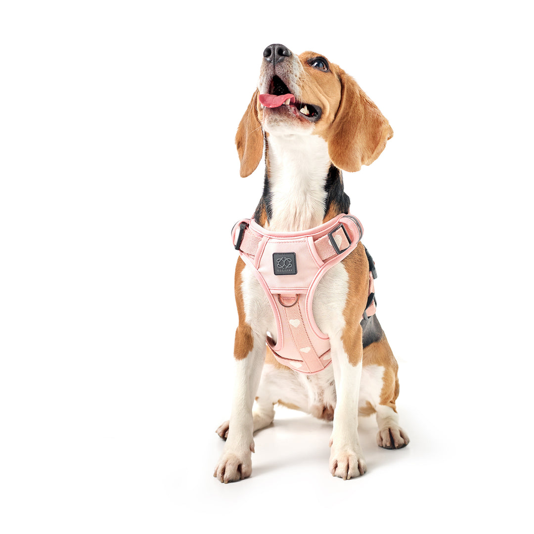 designer dog leashes and collars, designer dog collar and leash, pet accessories designer, fancy harness for dogs, luxury dog harness, fancy dog stuff, pet accessories designer, stylish dog leash