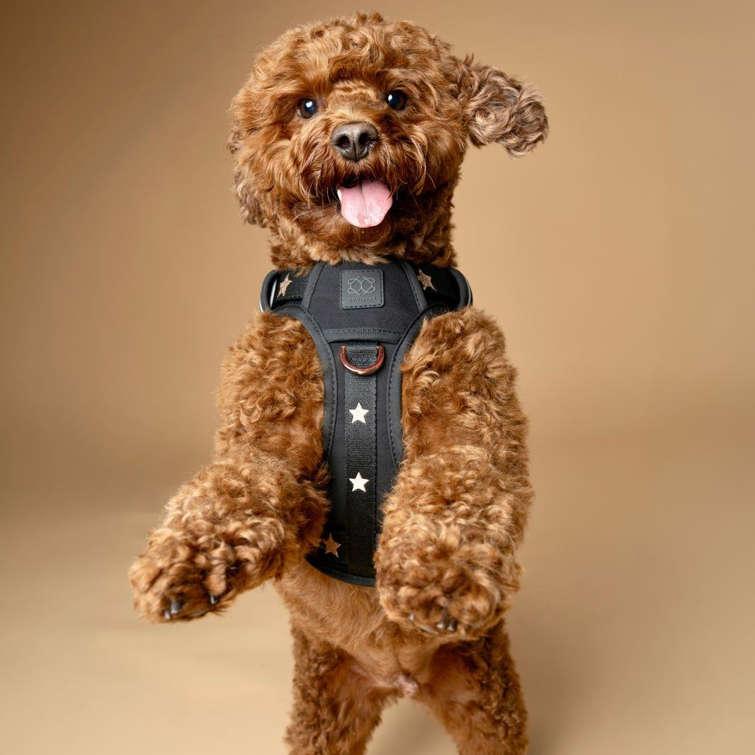 NoMad Adjustable Dog Walking Set - Rockstar