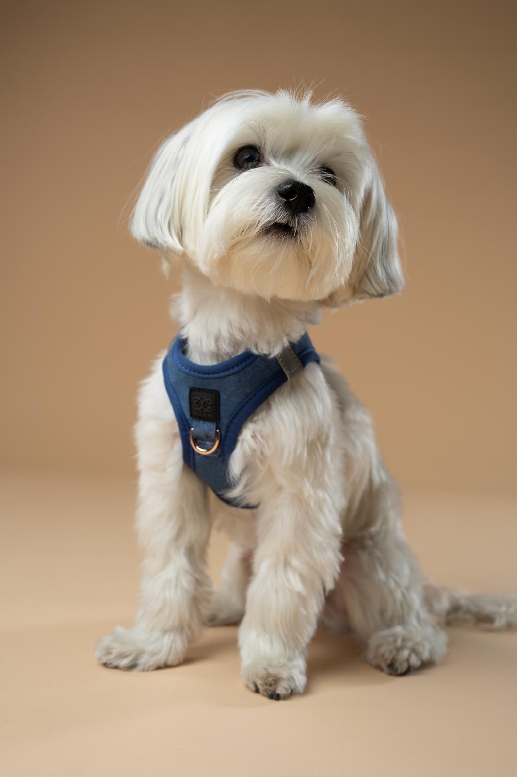 SoHo Dog Walking Set - Denim