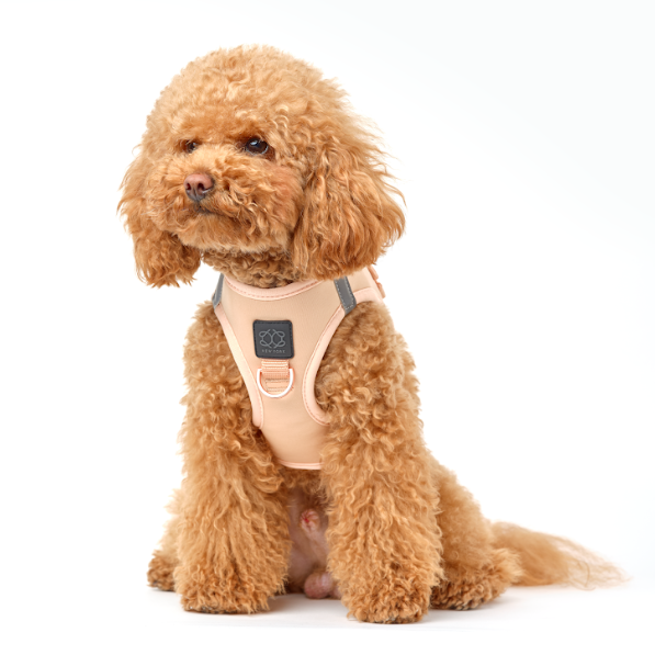 designer dog leashes and collars, designer dog collar and leash, pet accessories designer, fancy harness for dogs, luxury dog harness, fancy dog stuff, pet accessories designer, stylish dog leash