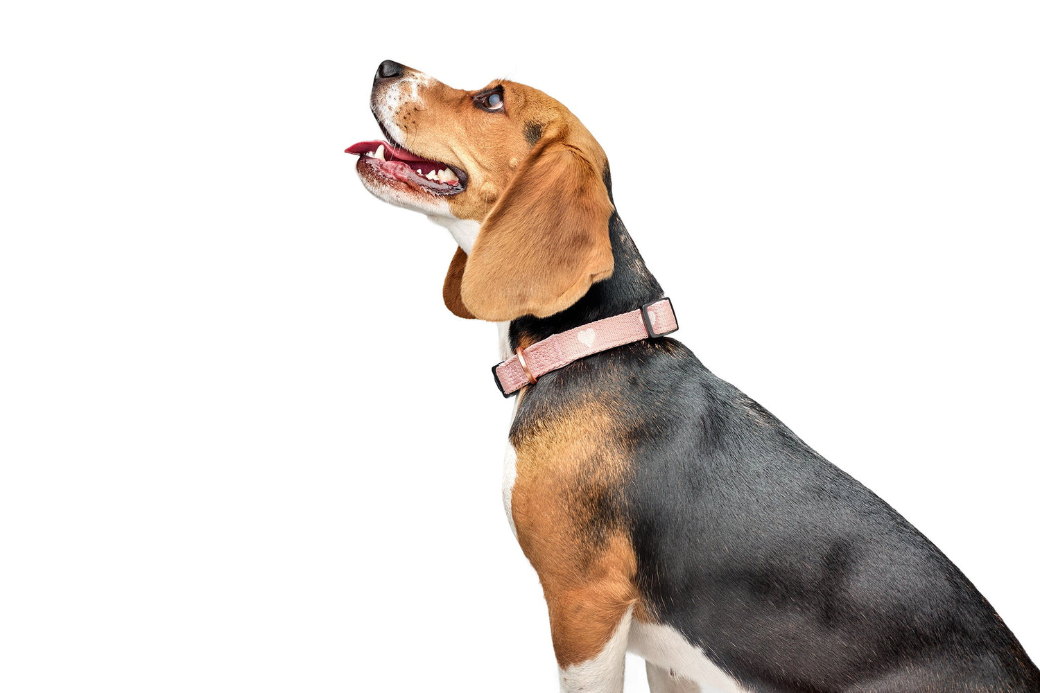 Breed Trends 2025: What Makes Frenchies vs. Labs vs. Goldens Still So Popular?