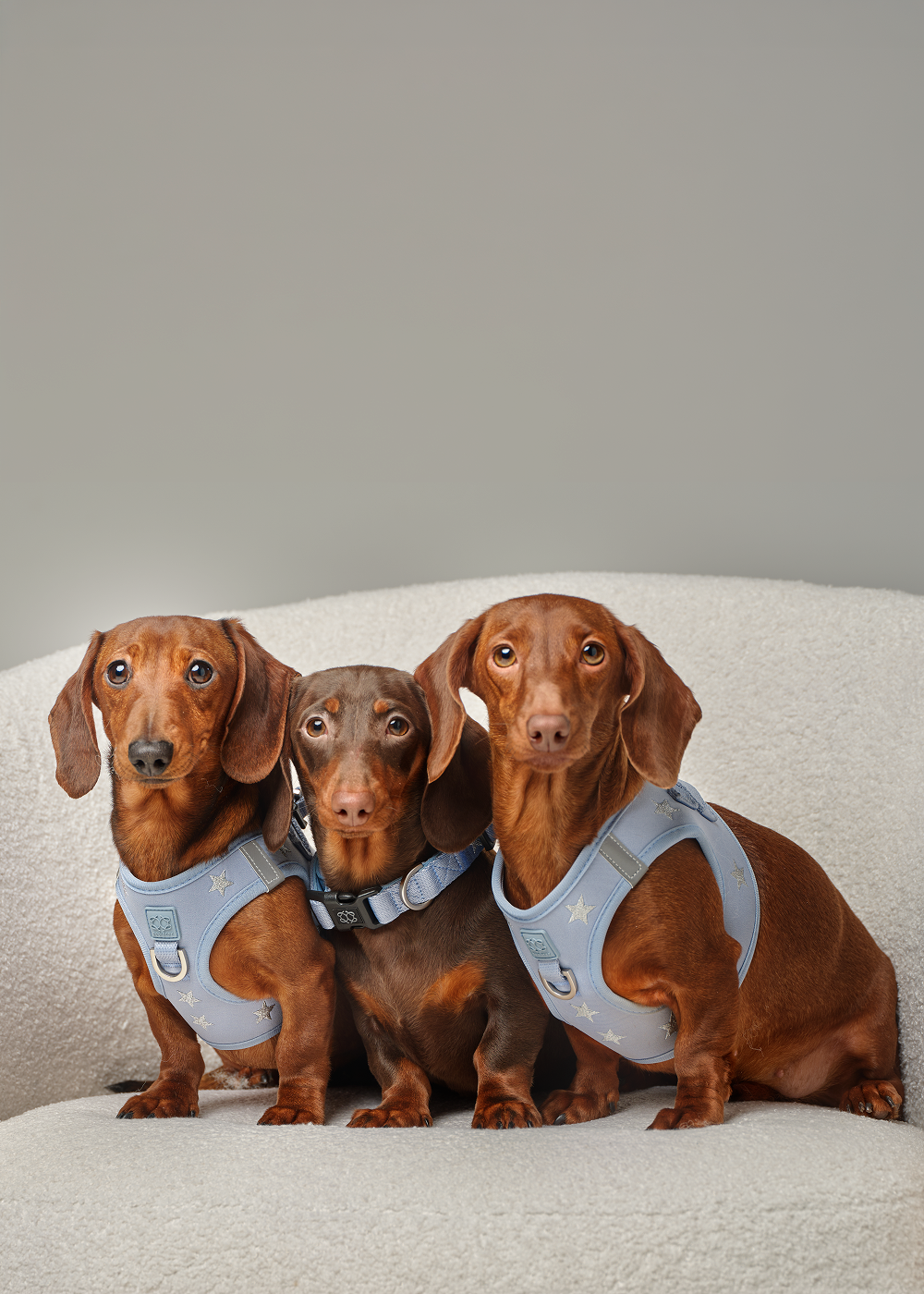 How to Choose the Perfect Dog Collar for Comfort, Style, and Everyday Wear