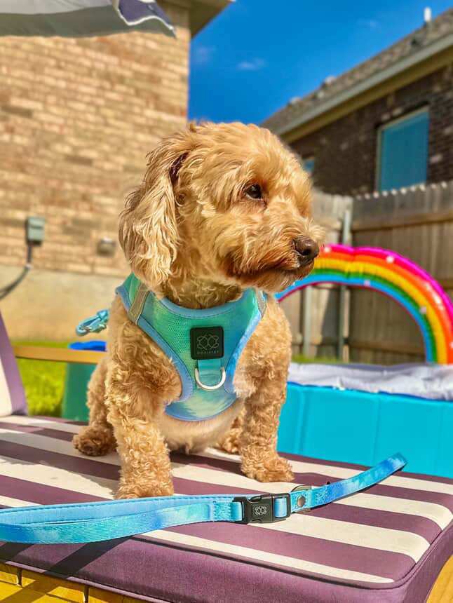The Best Lightweight Dog Harnesses for Summer 2025: Why Our AIR Harness Tops the List 🐾