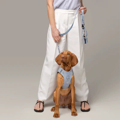 Why Matching Dogistry Walking Sets Are the Perfect Combination of Style and Function