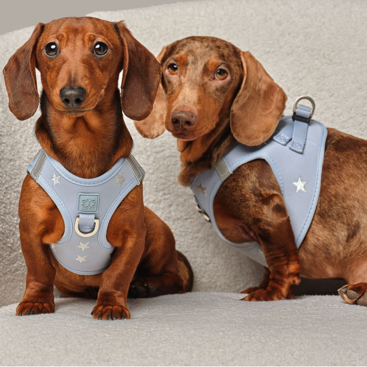 Why Harness Design Matters: Understanding the DOGISTRY Harness for Everyday Walks