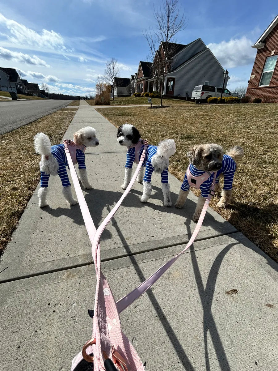 Mindful Dog Walking: Reducing Stress for You and Your Pet in a Busy City