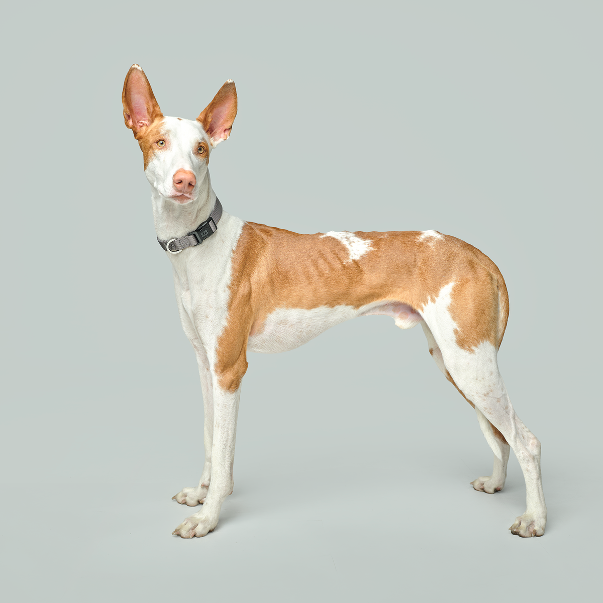The DOGISTRY Dog Collar: A Complete Guide to Everyday Style, Comfort, and Practical Design