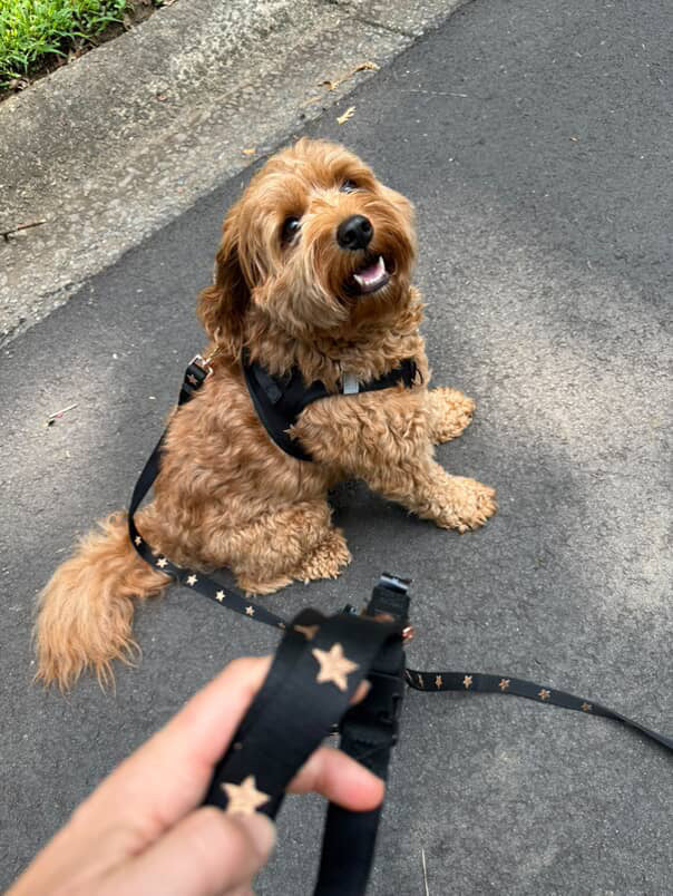 Dogistry™