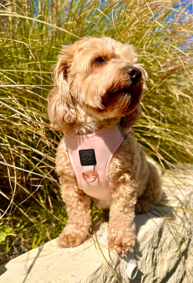 Adopting a Rescue Dog in 2025? A Dog Mom’s Complete Guide