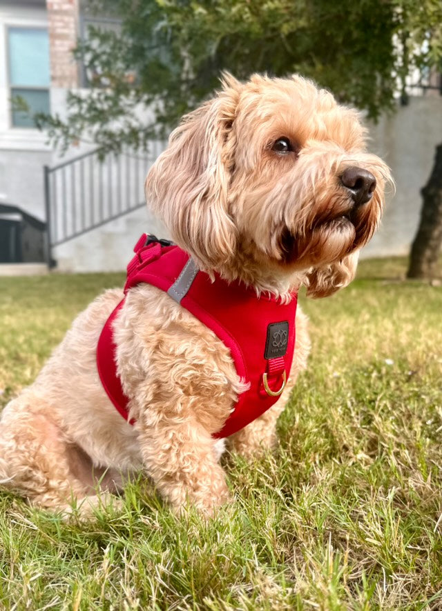 Top 5 Reasons Your Dog Keeps Escaping Their Harness—And How to Fix It
