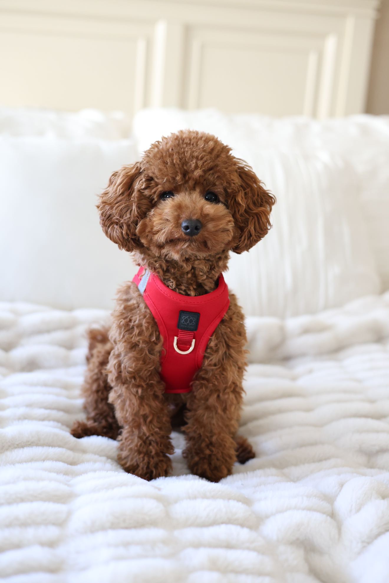 designer dog leashes and collars, designer dog collar and leash, pet accessories designer, fancy harness for dogs, luxury dog harness, fancy dog stuff, pet accessories designer, stylish dog leash