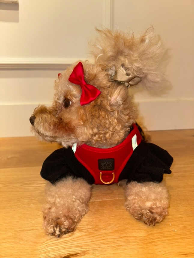 designer dog leashes and collars, designer dog collar and leash, pet accessories designer, fancy harness for dogs, luxury dog harness, fancy dog stuff, pet accessories designer, stylish dog leash