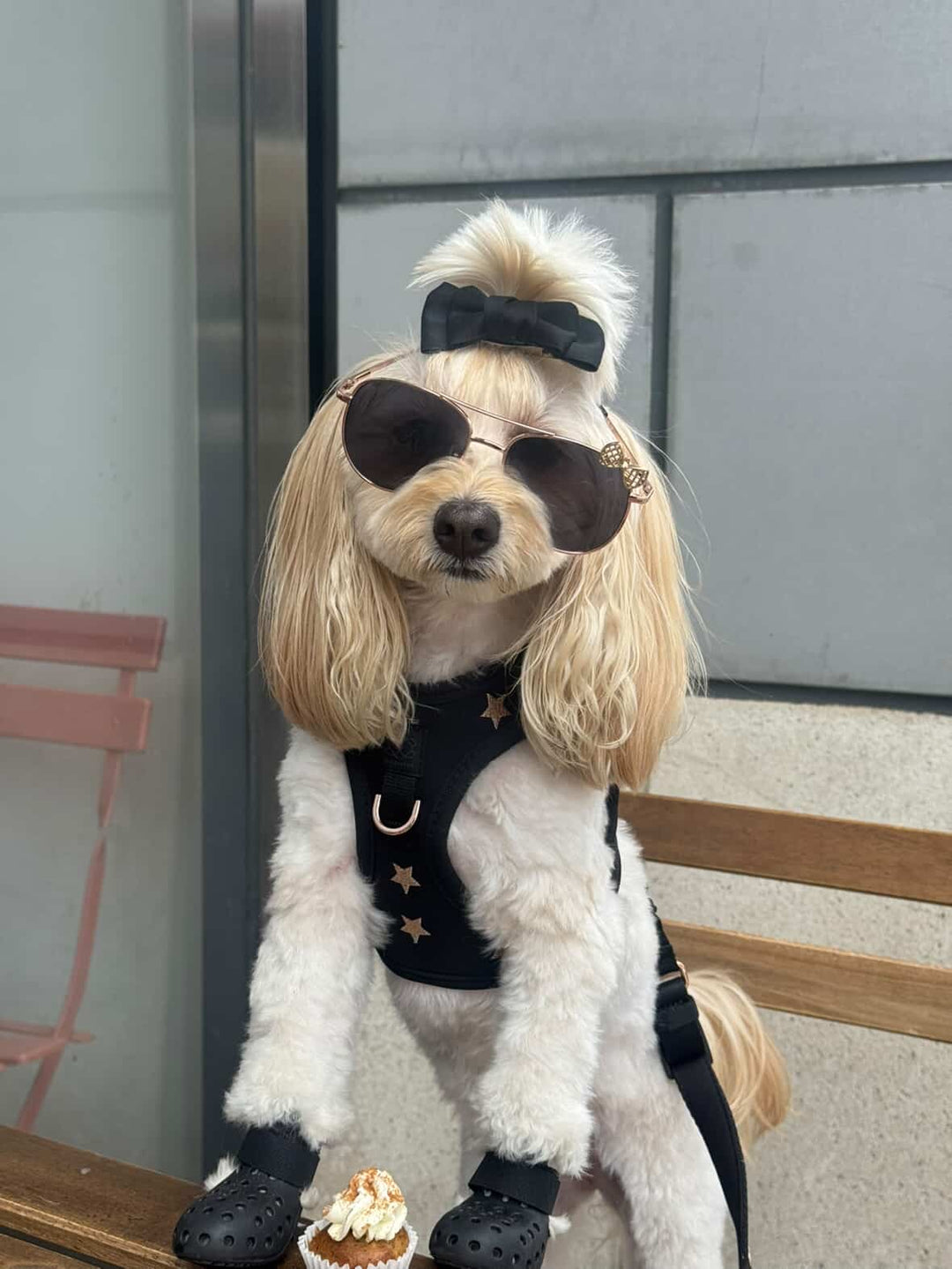 Dogistry™