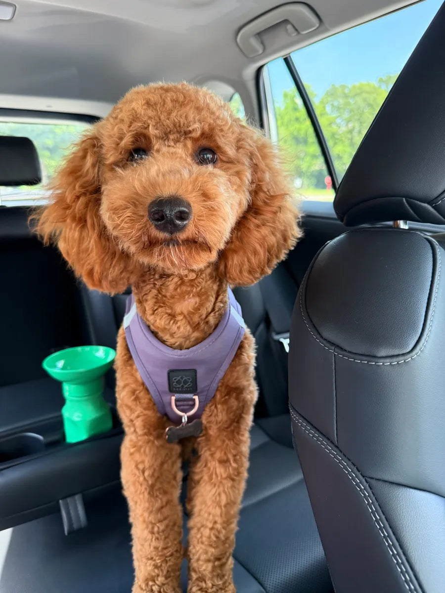 Why Smart Feeding (and Slow Feeders) Are All the Rage Among Dog Moms Now