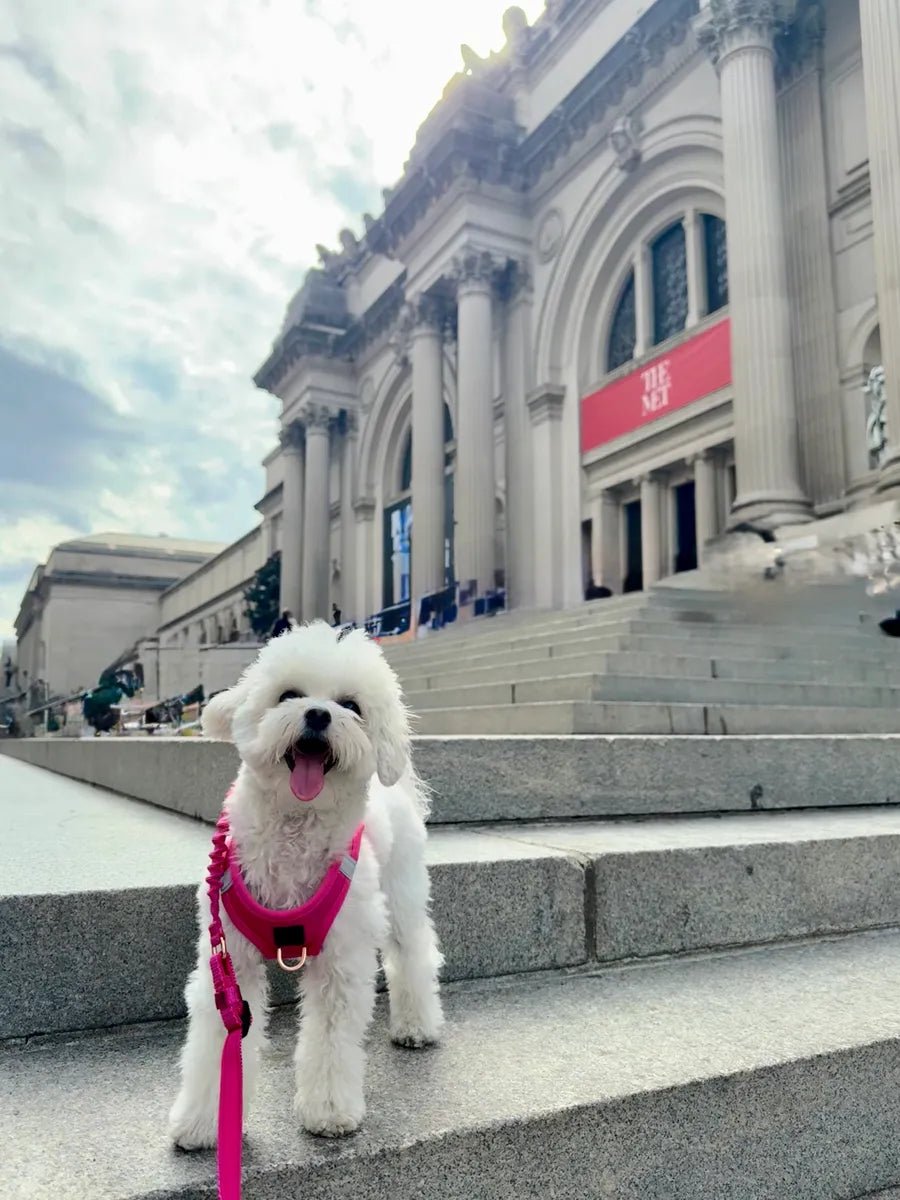 Puppy Life Hacks: What Every New Dog Mom Should Know Before Bringing Home a Pup